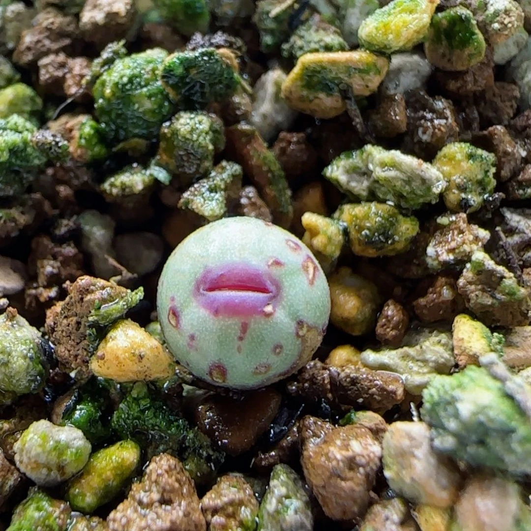 不***猫2-11当天满58包邮多肉带盆