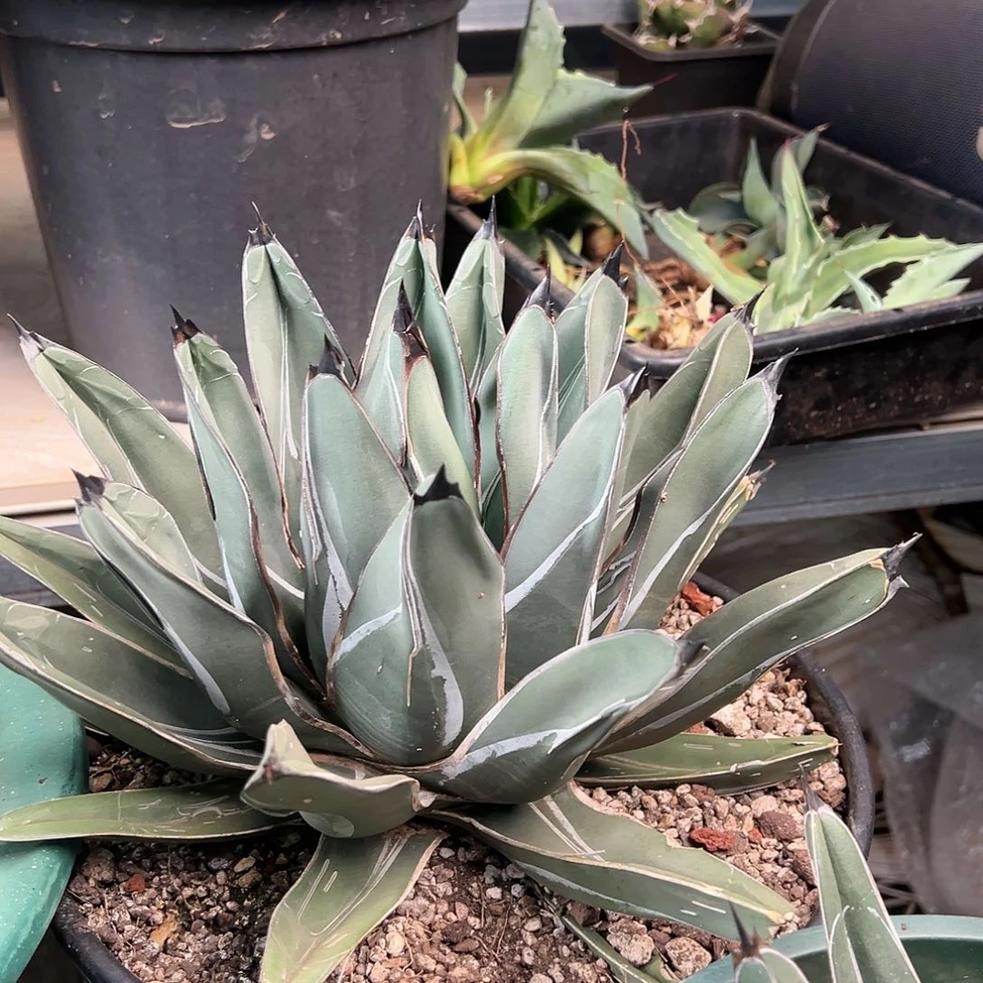 无花朵多肉植物流星龙舌兰