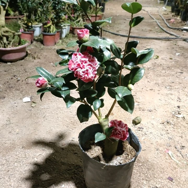 全部花苞志愿者，无名混接