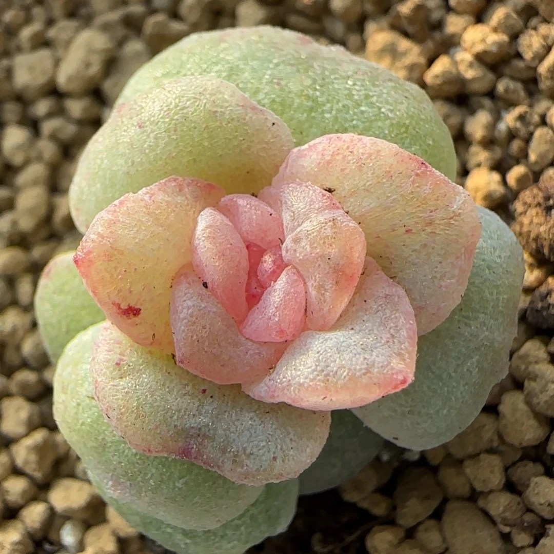 绝绝子多肉植物一颗