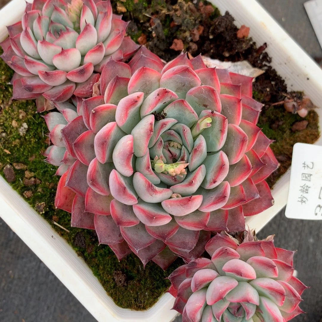 3727杂交多肉植物