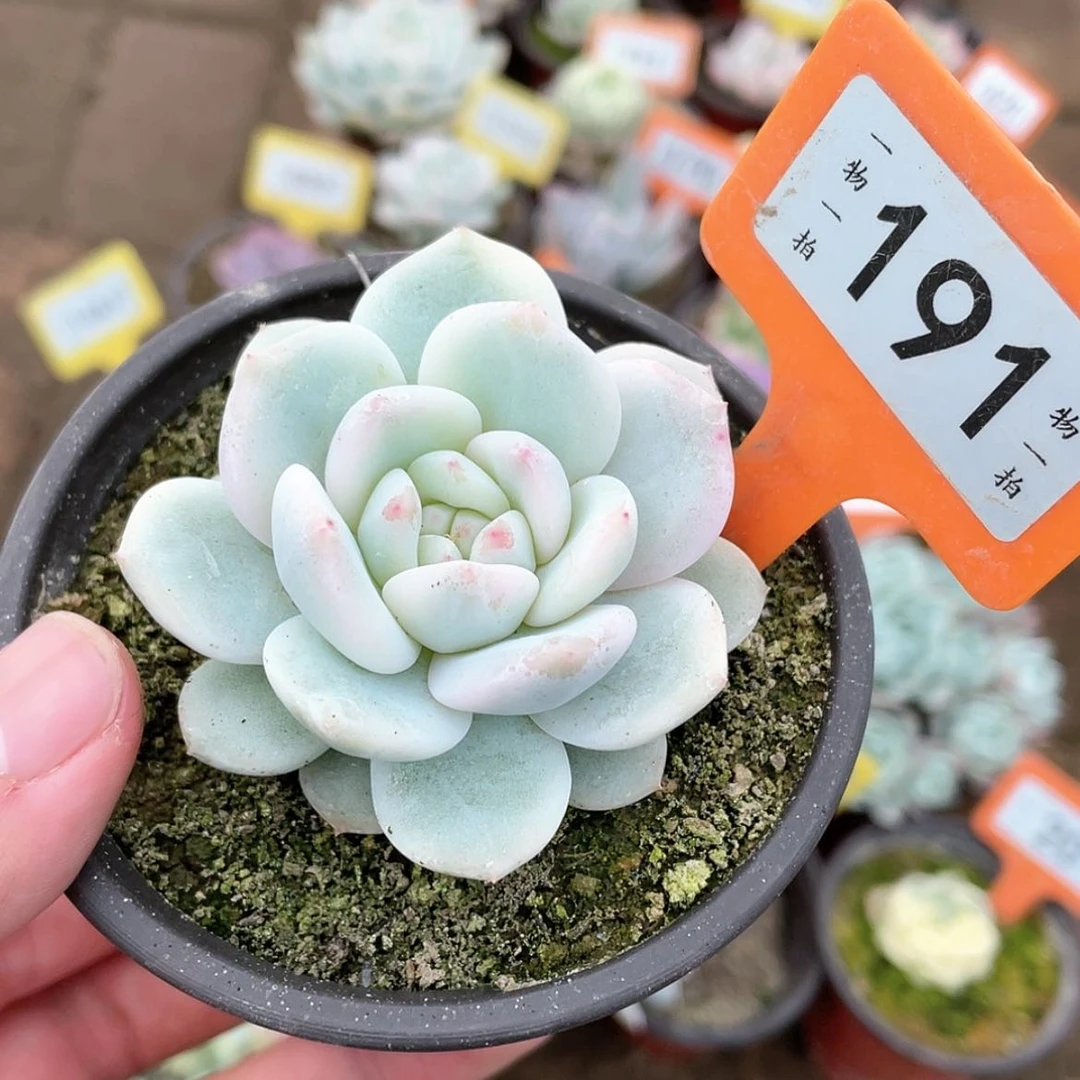 【闪购商品】191号