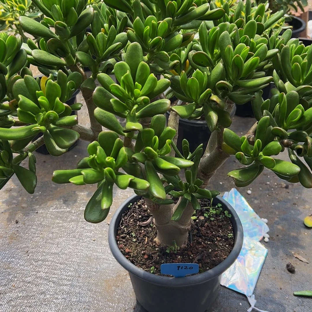 (***J稀有黄金铲叶9120一物一拍不退不换