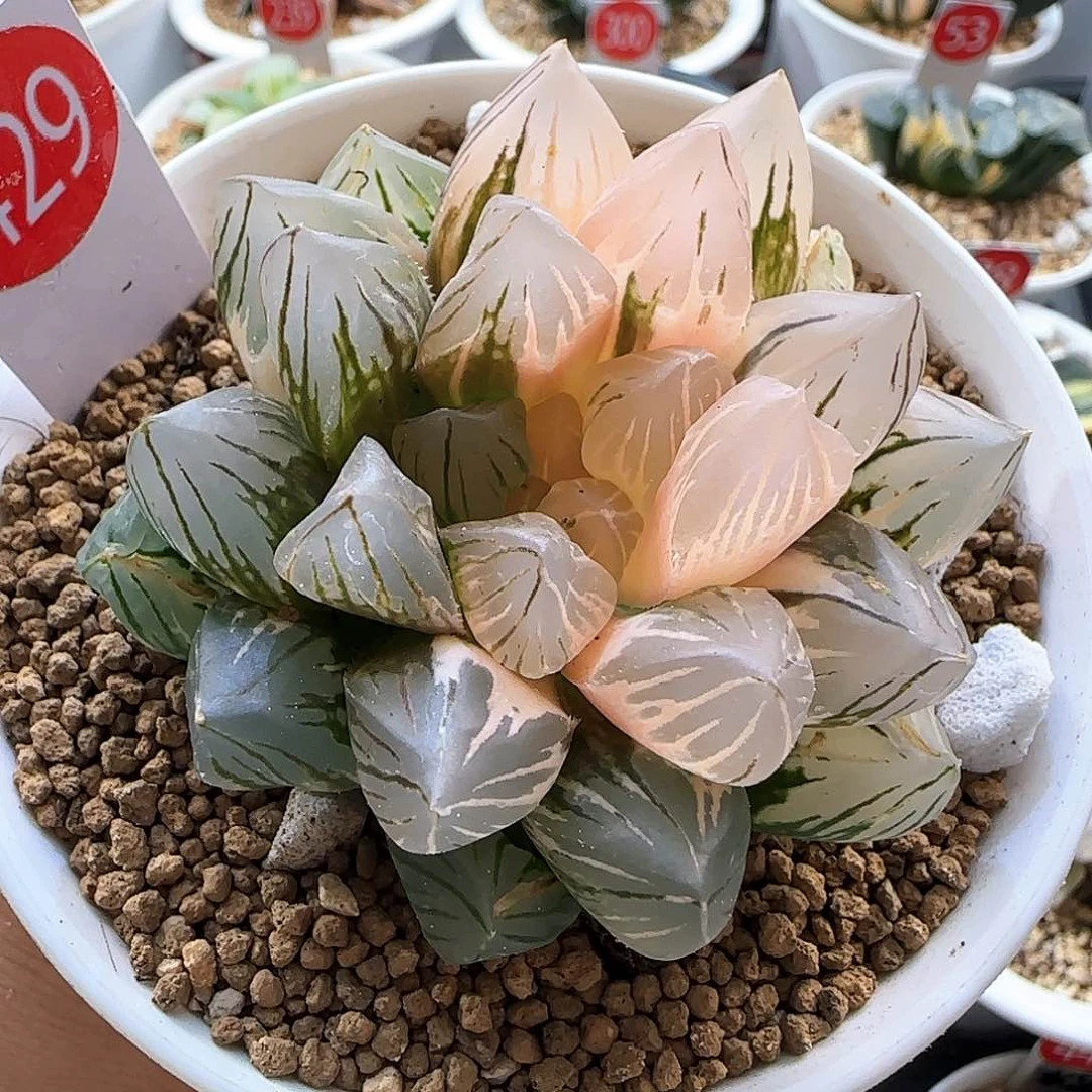 429号紫王玉露锦一物一拍带盆土