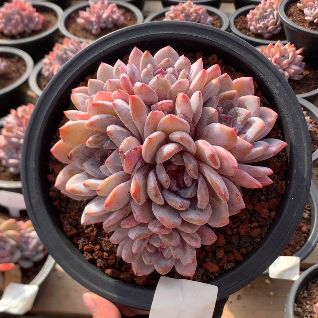 15厘米有砍六头钻石心石榴籽星影 5596