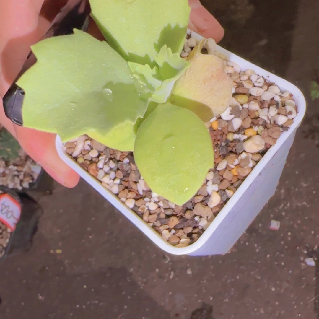 逐***者块根植物块根植物