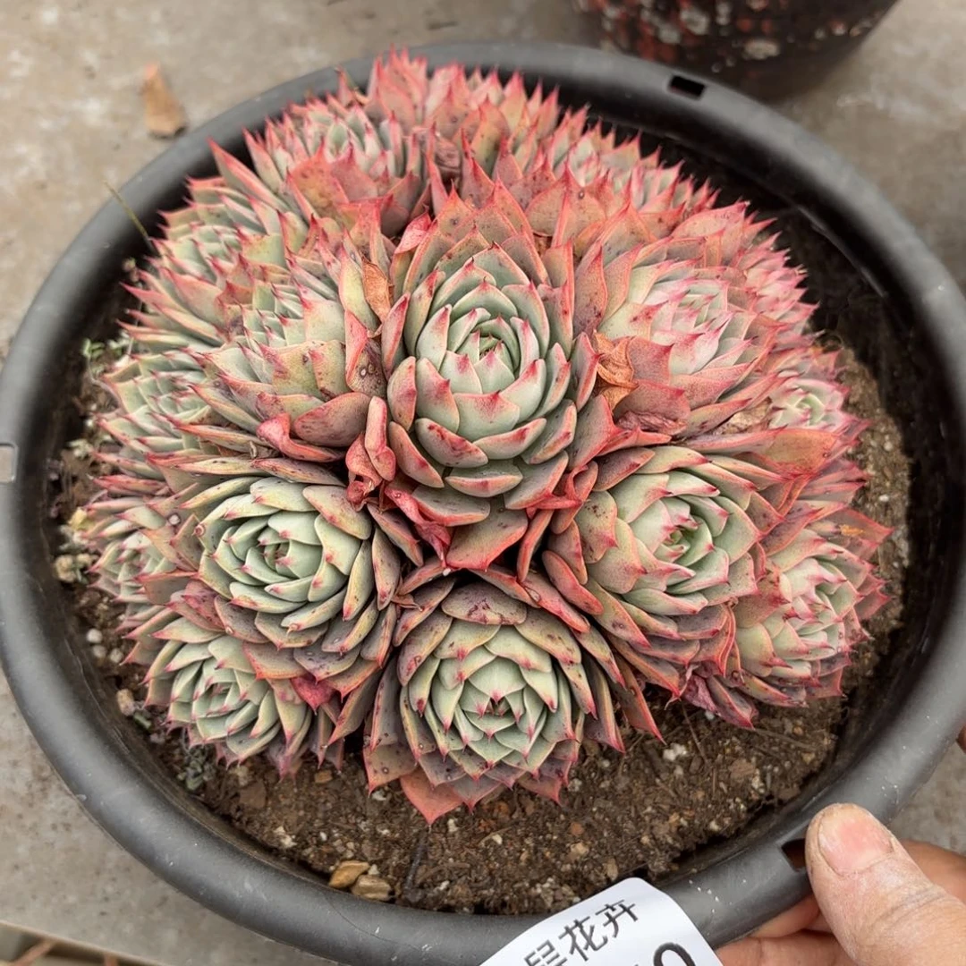 娜*姐同温层多肉林杰安娜240