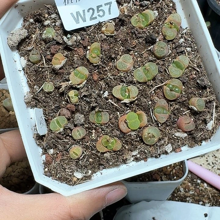 257号多肉植物哇f f