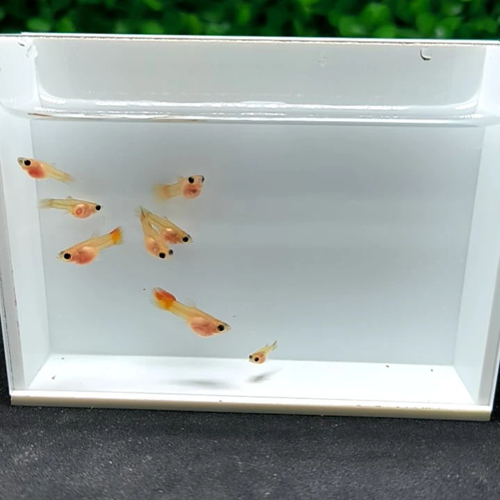 孔雀鱼皇家落日玻璃猫苗子8条含两条被损。