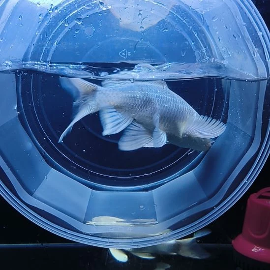 蝴蝶鲤鱼圆头顺背蝴蝶鲤满鳍有张力