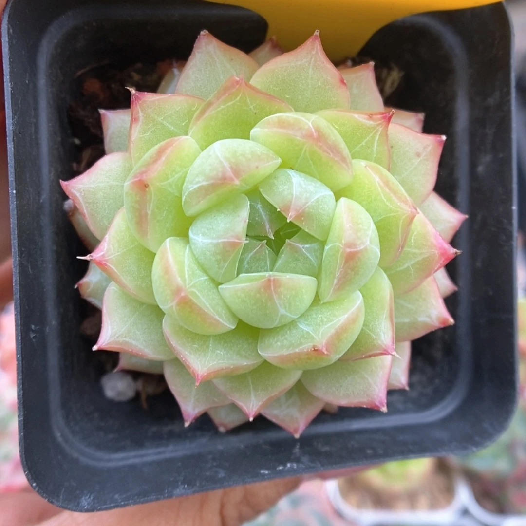 钻心珍妮可拍459号。