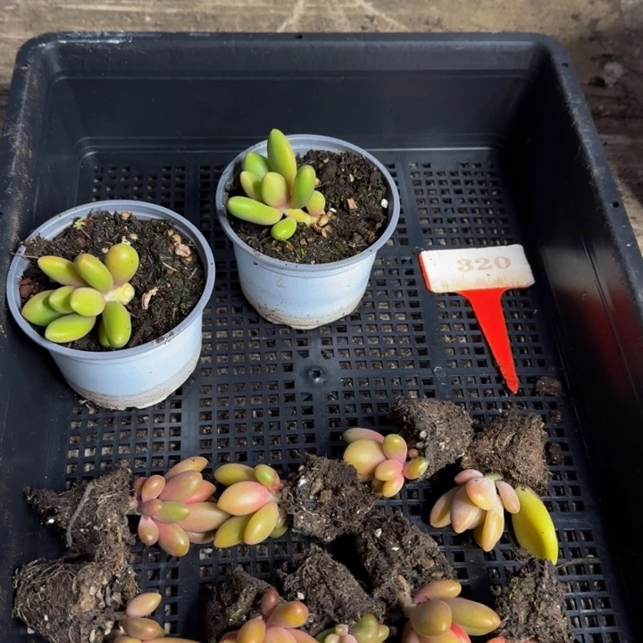 320多肉植物一物一拍