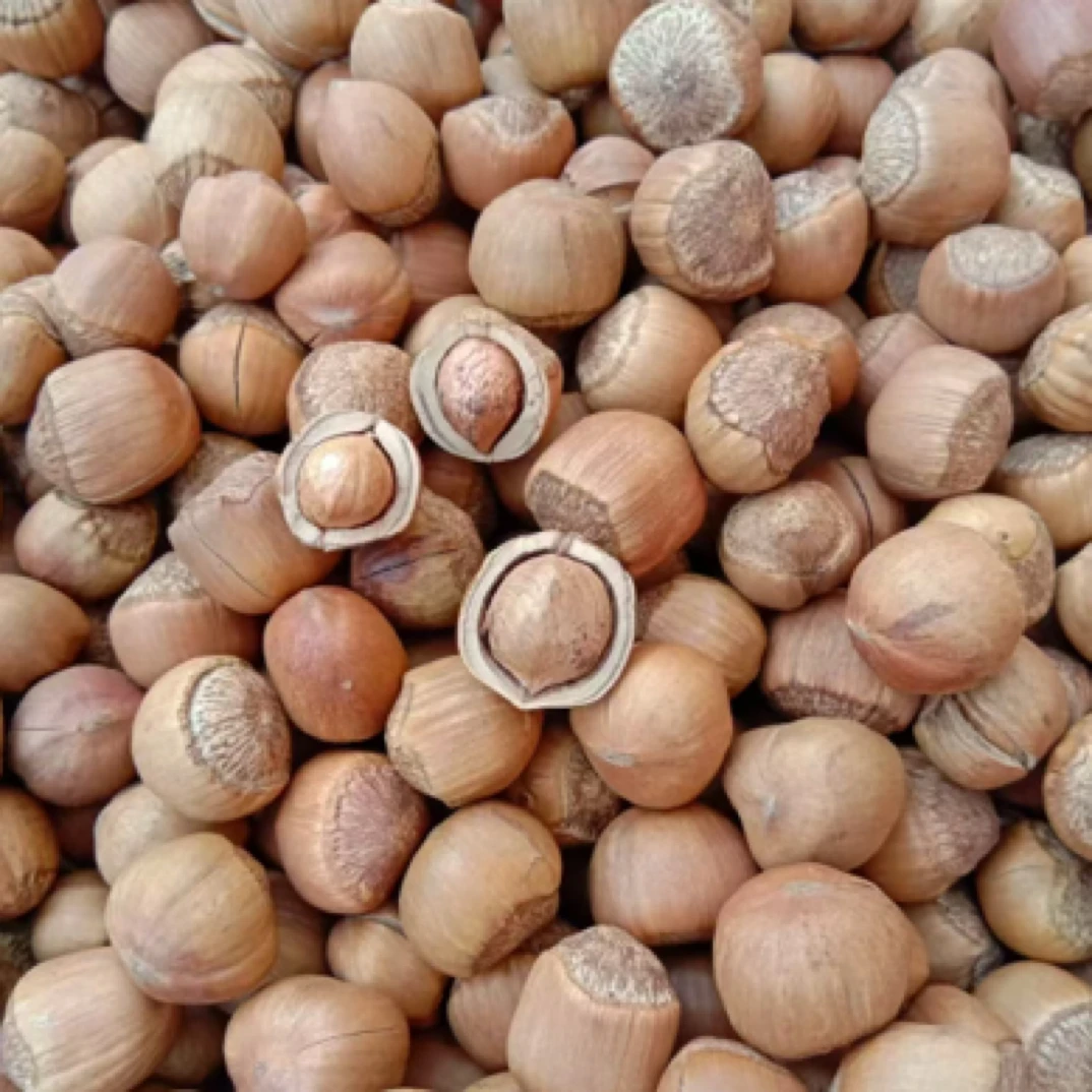 新货围场野生山榛子5斤《13㎜—15㎜》熟榛子