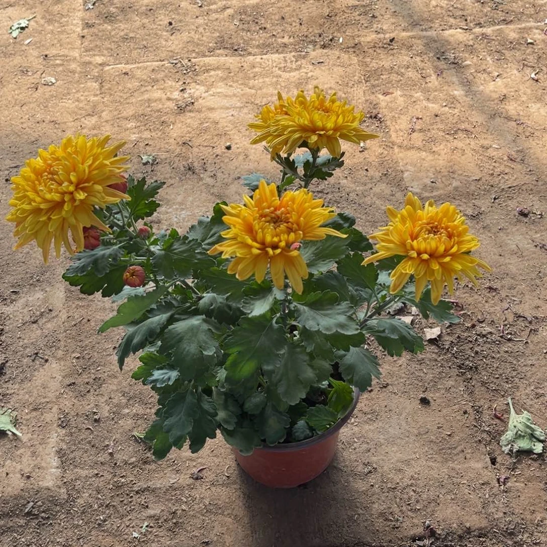 完全开放橙黄色原盆