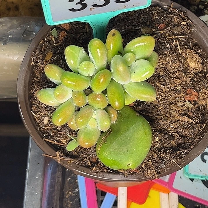 多肉植物芒果奶333