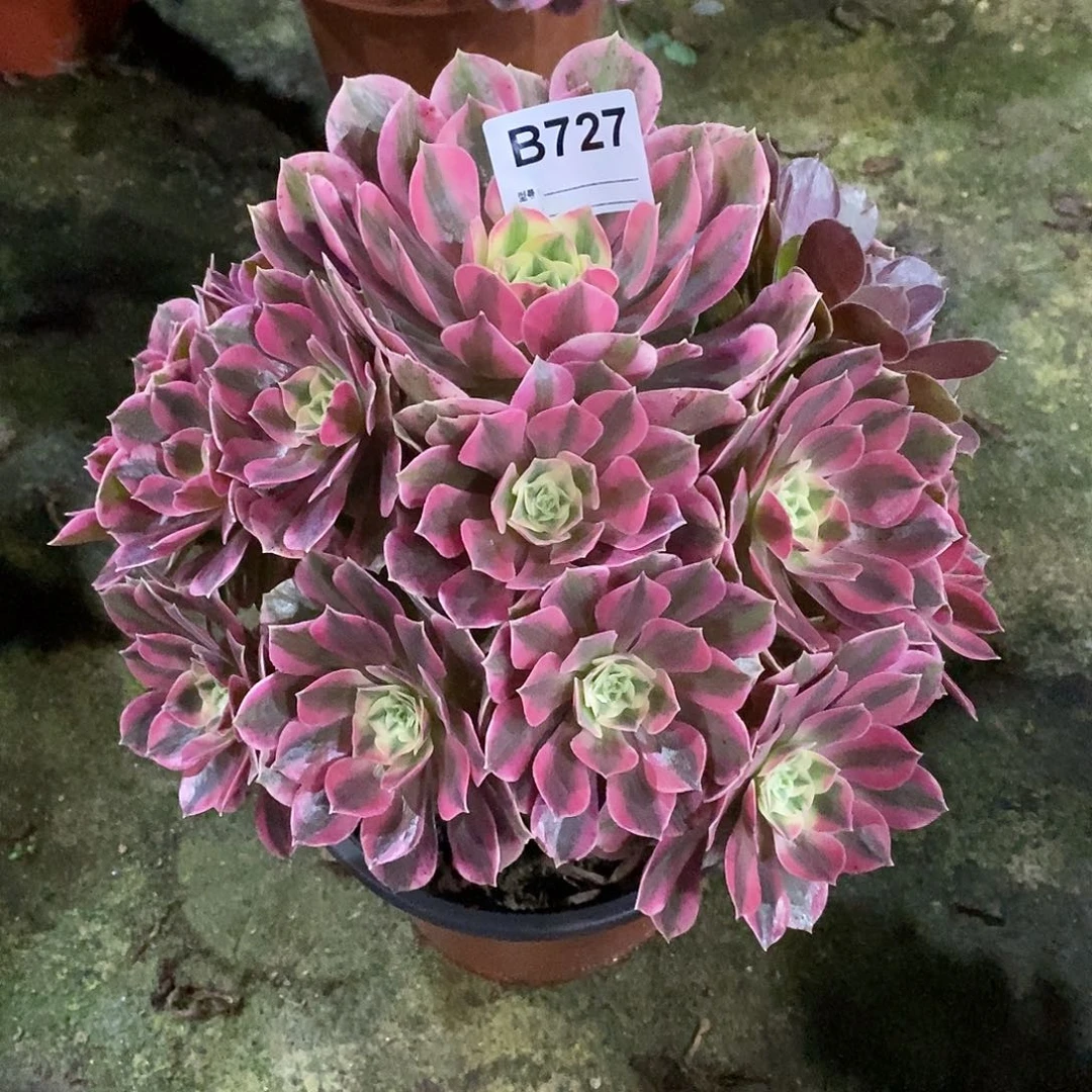 小*猫女妖多肉植物727