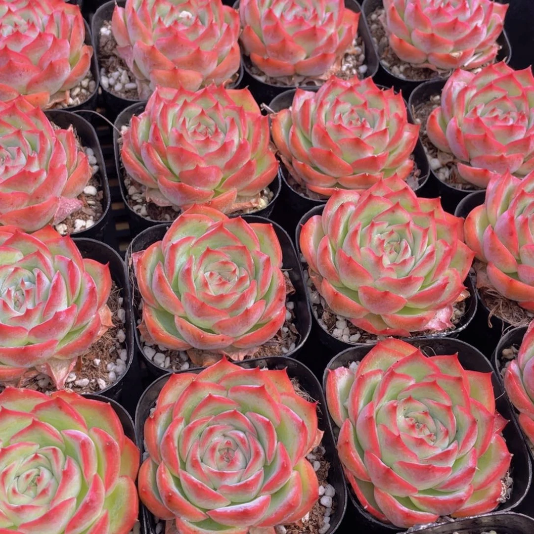 量拍37号 玫瑰花粉侧影单头一个