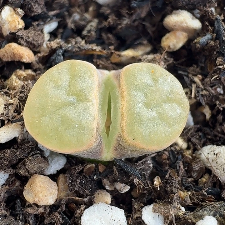 老马生石花磁铁1253
