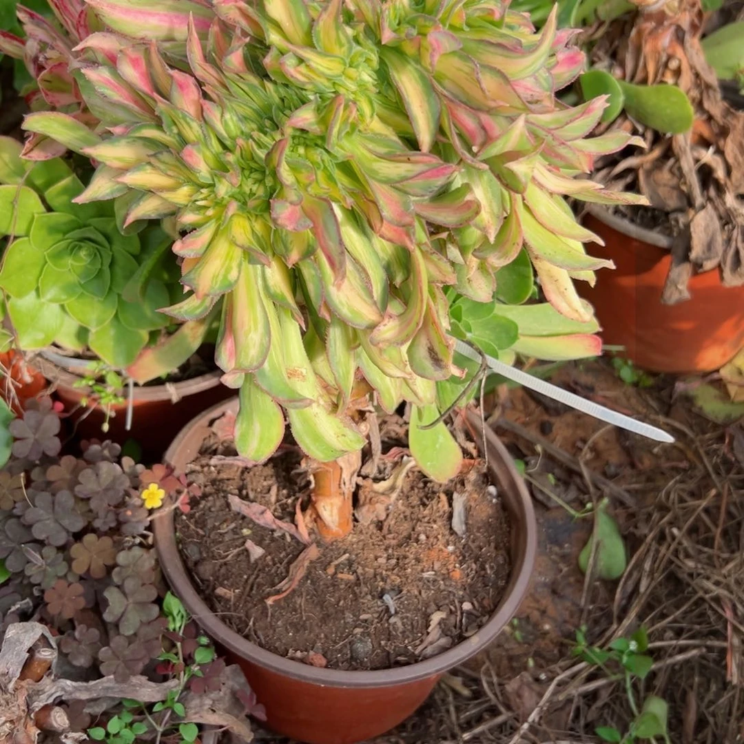 我7267 号多肉法师新年特价