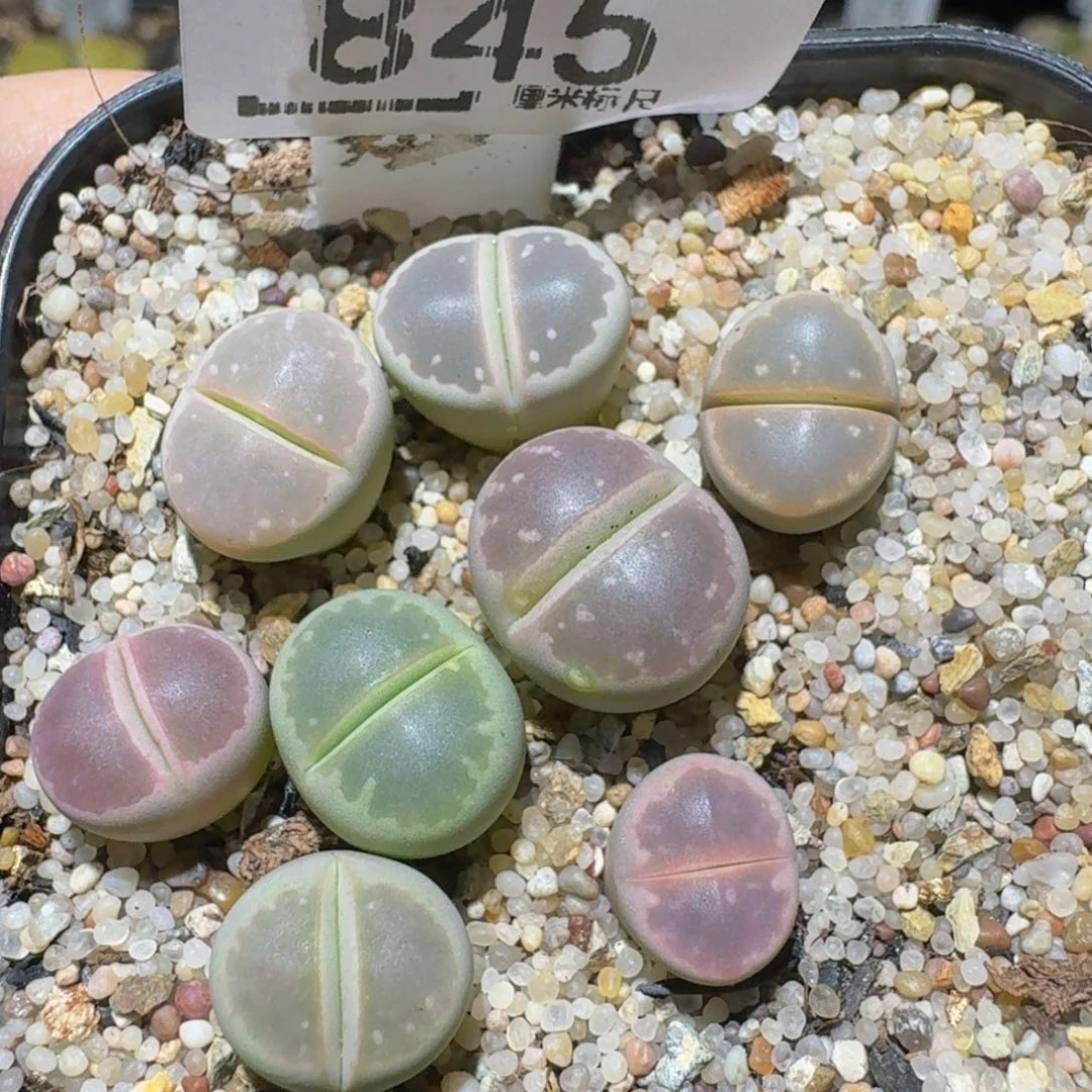 Ssss精品生石花845大窗