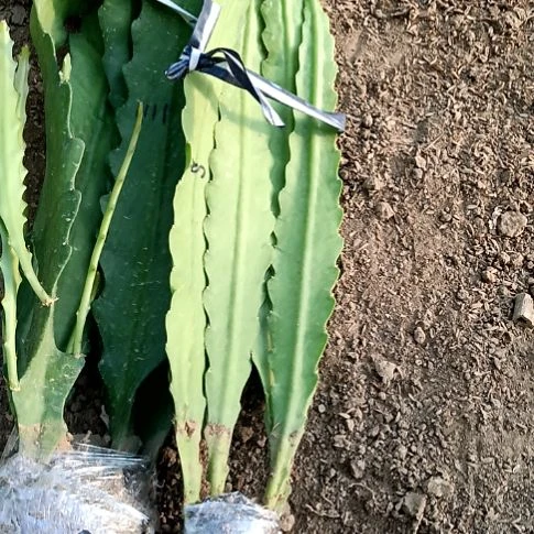 用***3完全开放令箭何花220