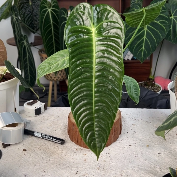 完全开放极密火鹤王叶长33