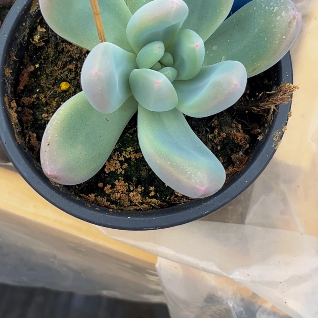 君***卿姐姐的多肉植物群生