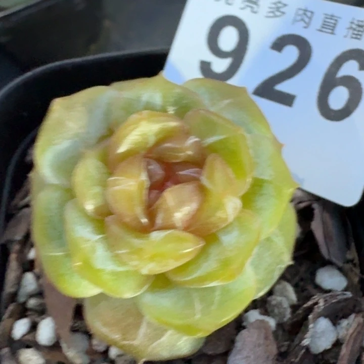 宫花            多肉植物