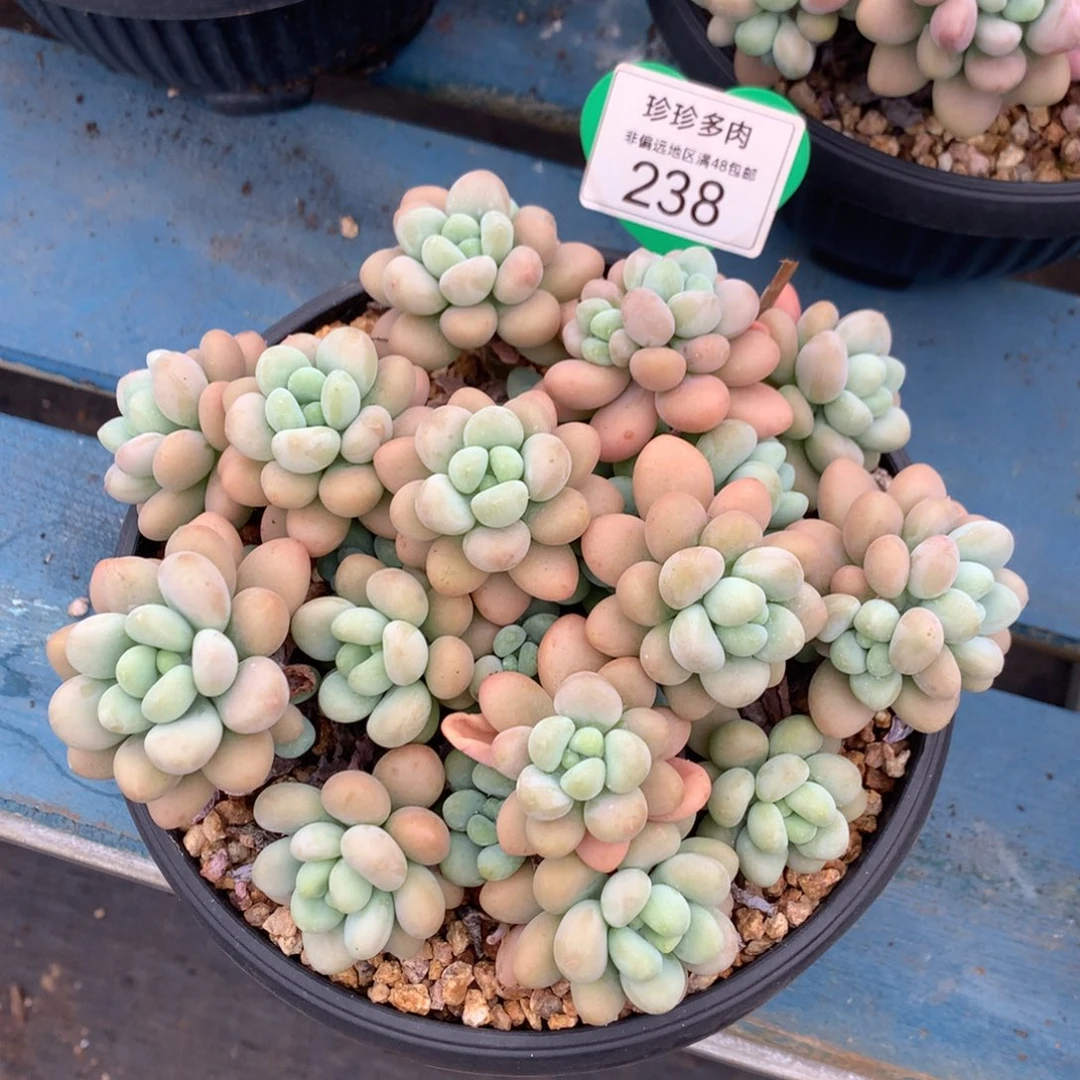 达芙妮老桩一物一拍