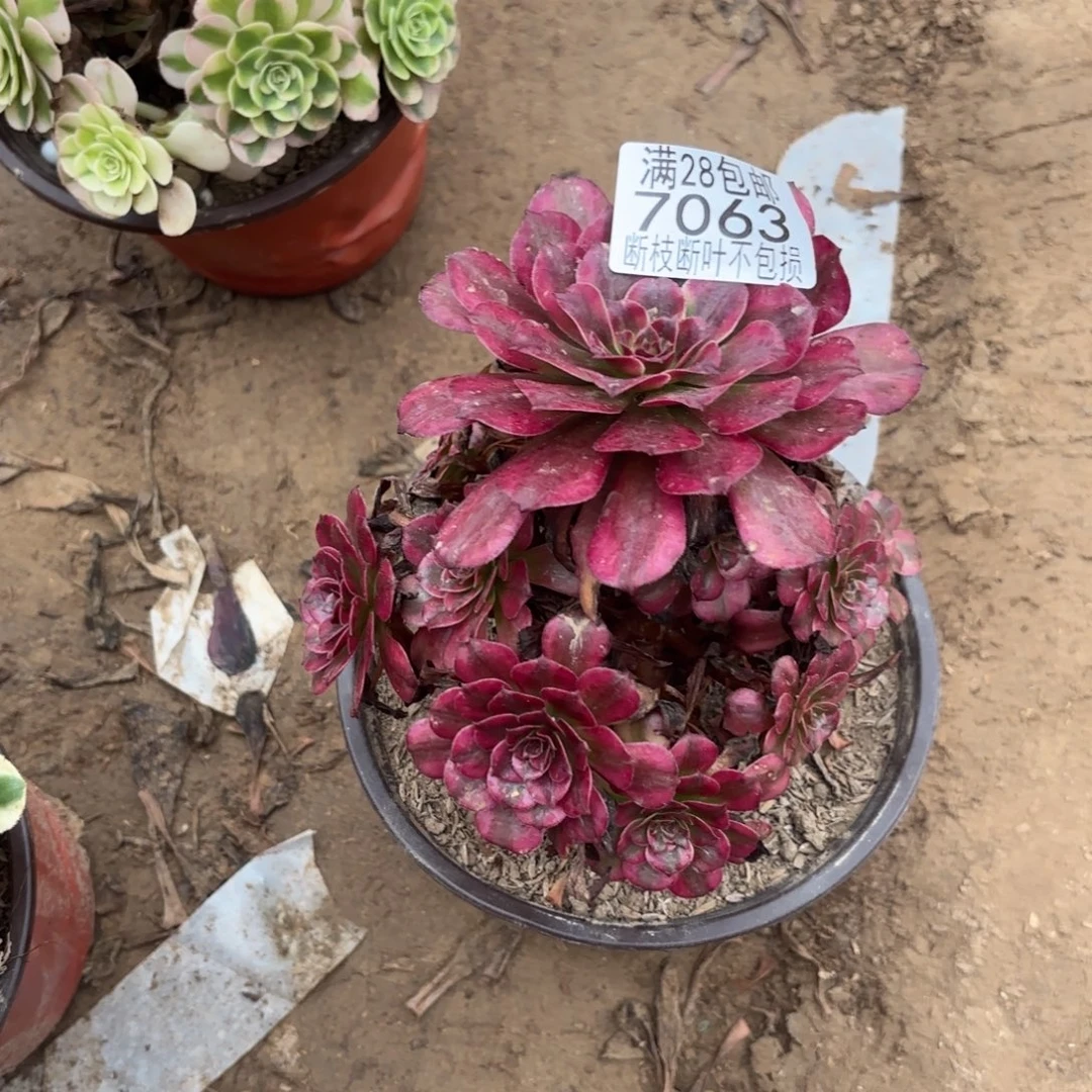 M. 7063美肌多肉1？ad