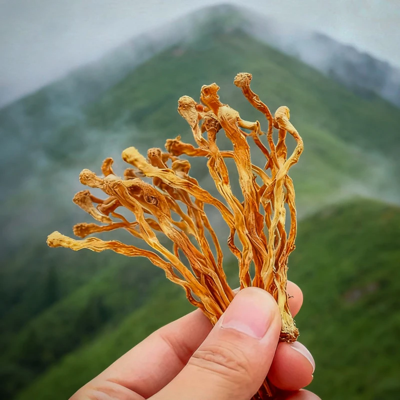 虫草花｜正在晾晒中～暂且没货（ 梅梅 ）