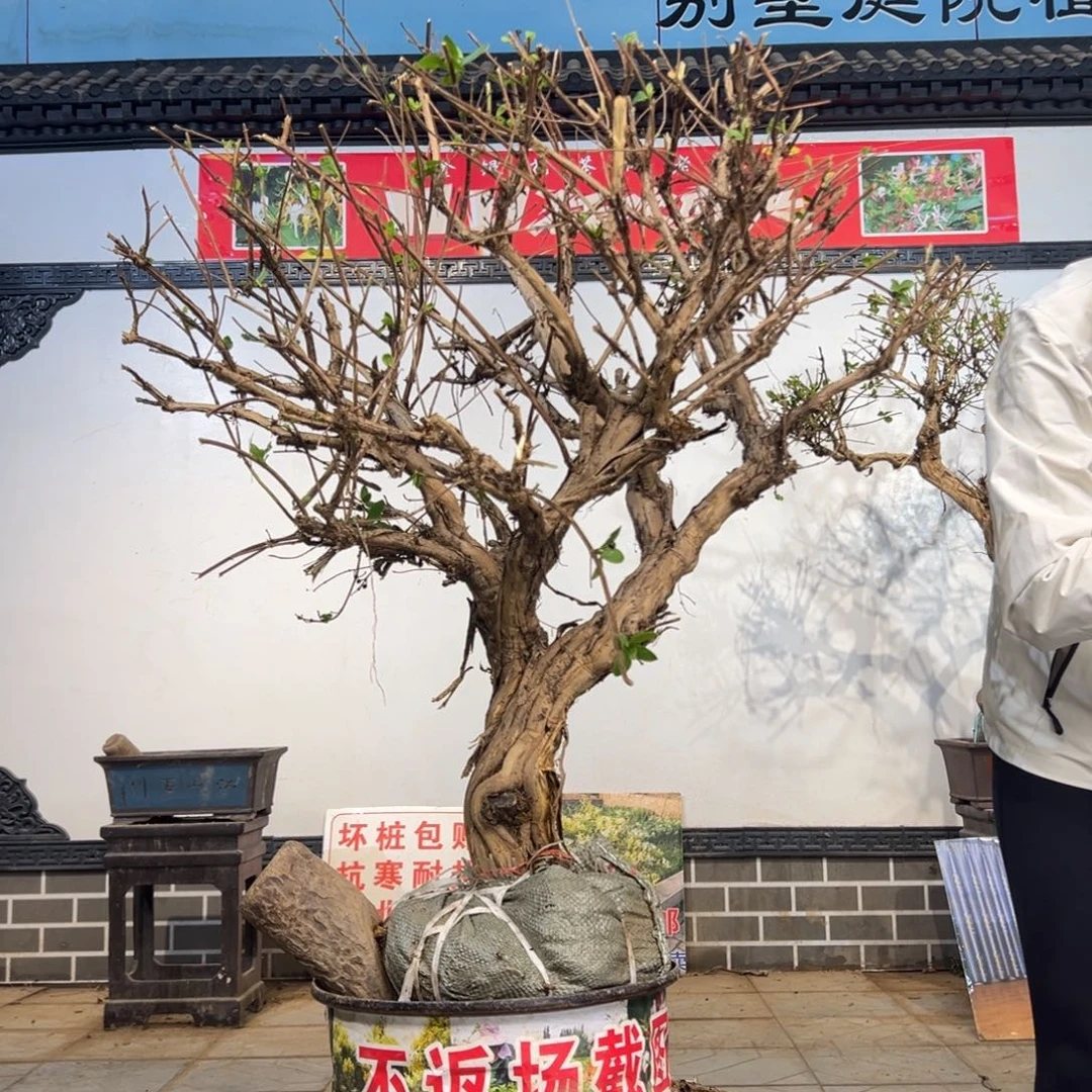 无花朵金银88888588888