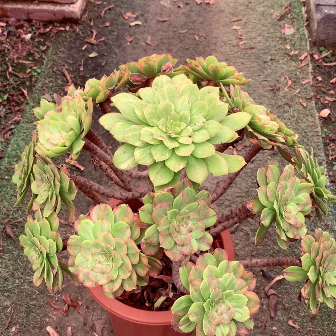 花脸粉黛，多肉植物