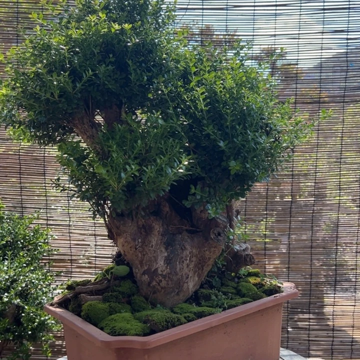 无花朵好不高又帅但是又没有