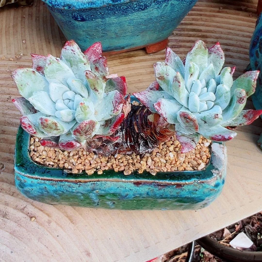 8060大花朵苹果叶仙女杯