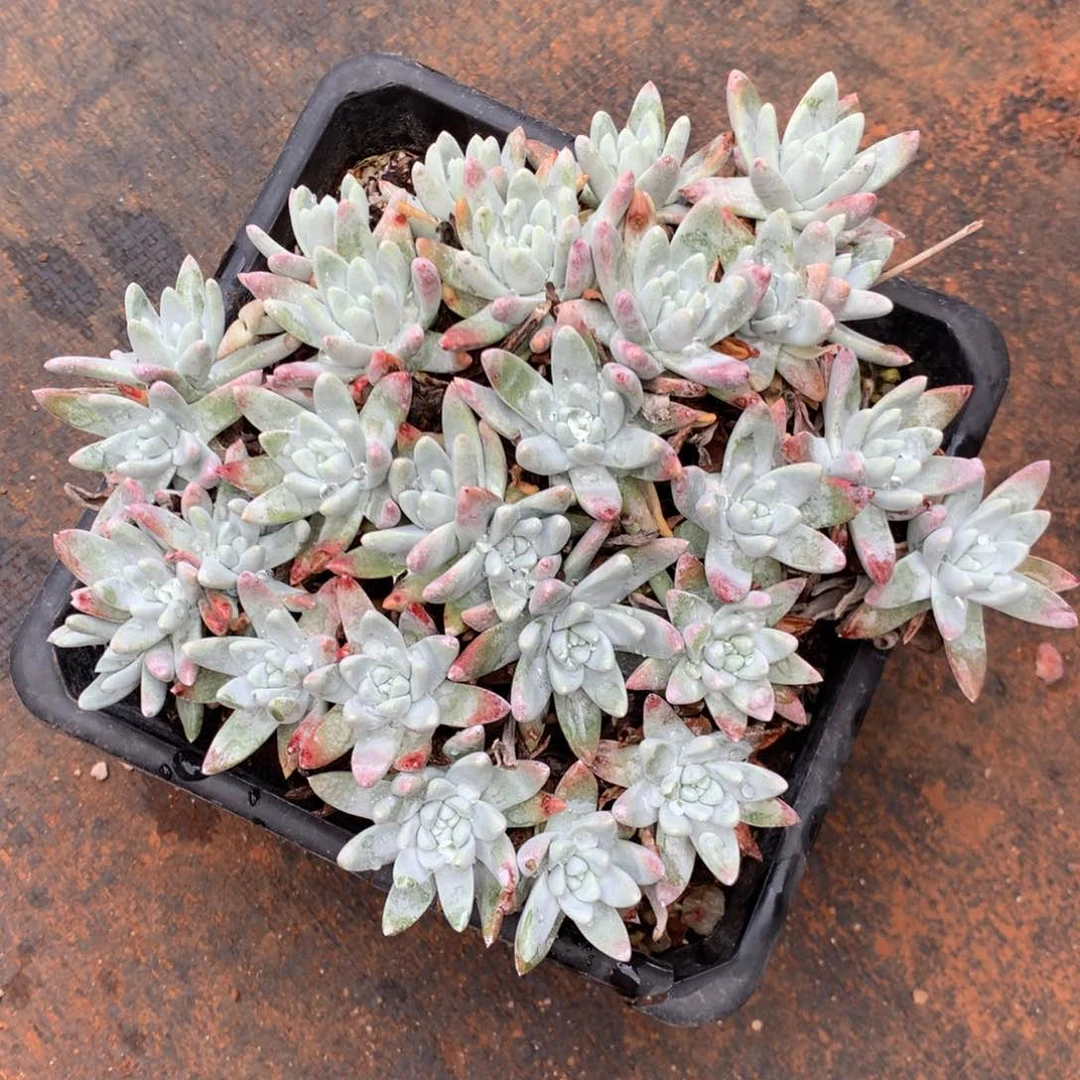 梁****?白姆，2月8日发货多肉