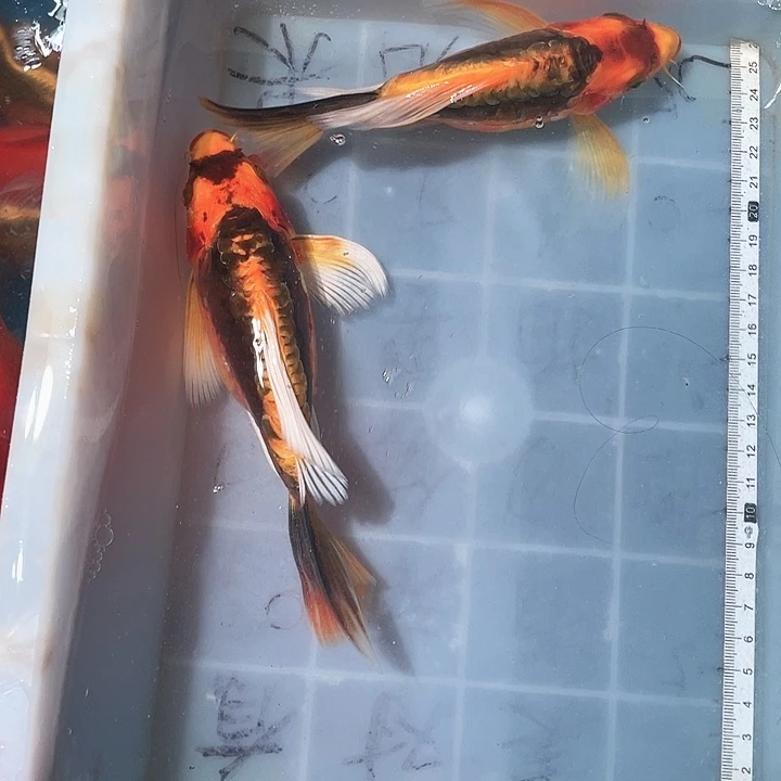 蝴蝶鲤鱼渔场直发41