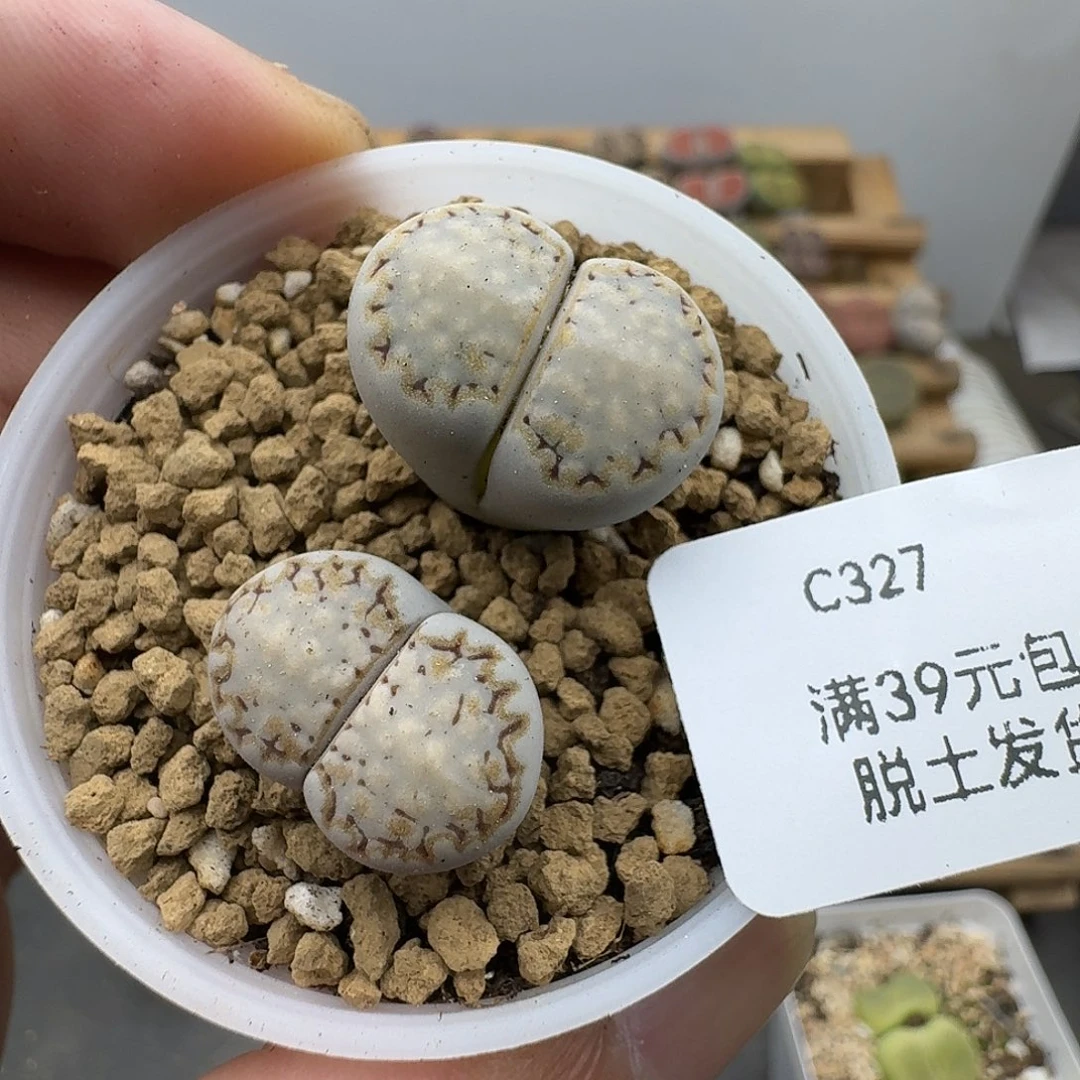 327多肉哈哈哈哈哈哈哈