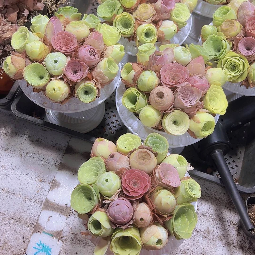 精品玫瑰18颗送罗马盆