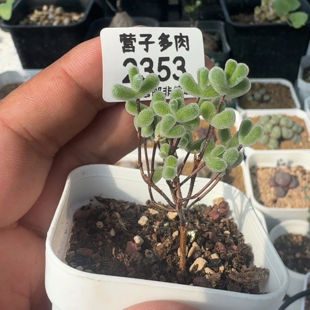 小星星带盆土。