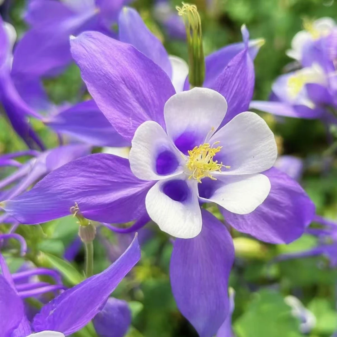 （花王）耧斗菜·报喜鸟·阳台花园庭院盆栽地栽·开花仙气带花苞