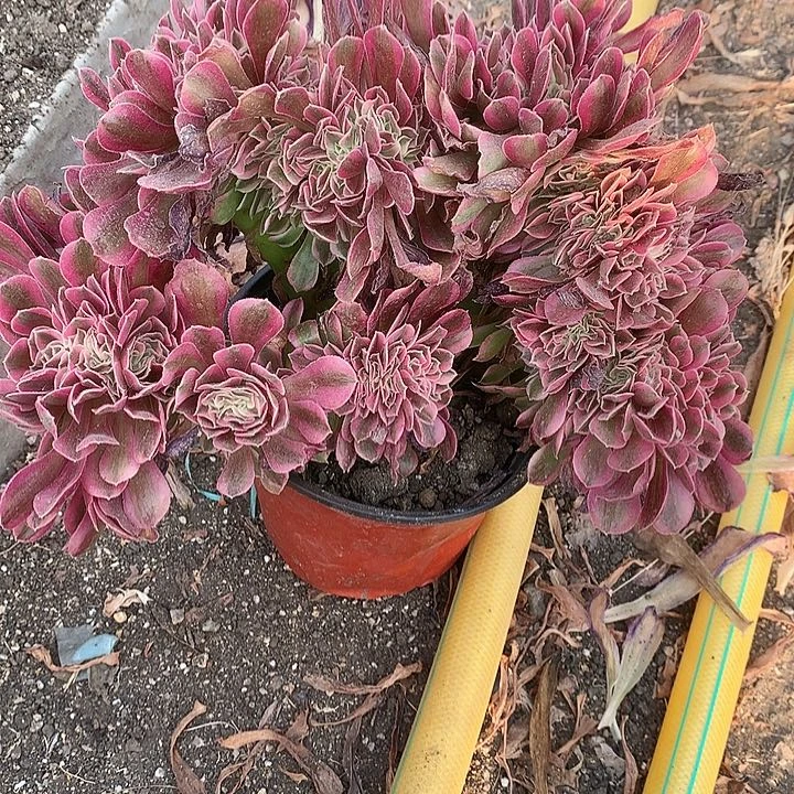 228粉女巫缀化多肉植物