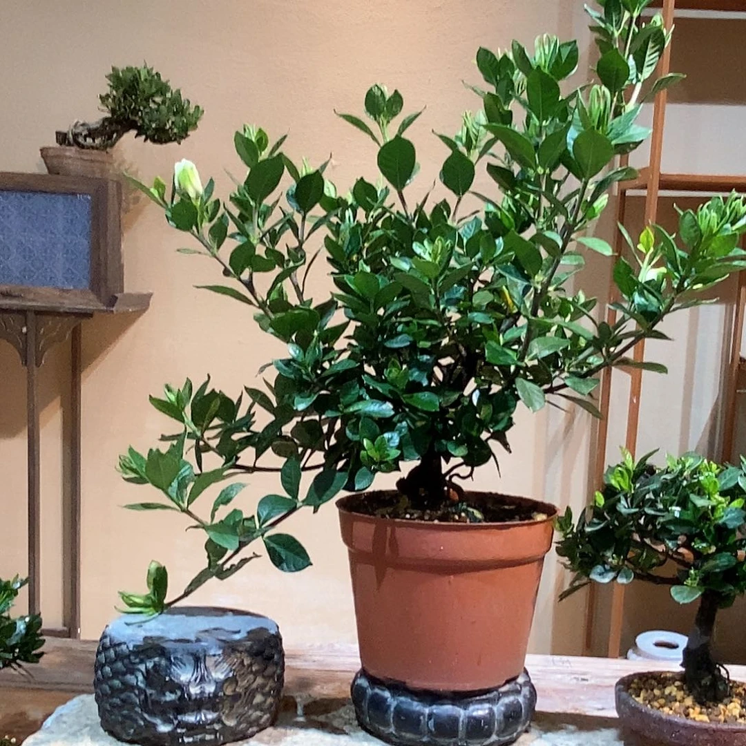 无花朵如**瑜栀子花