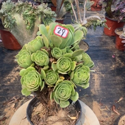 绿杨容捧花一物一拍