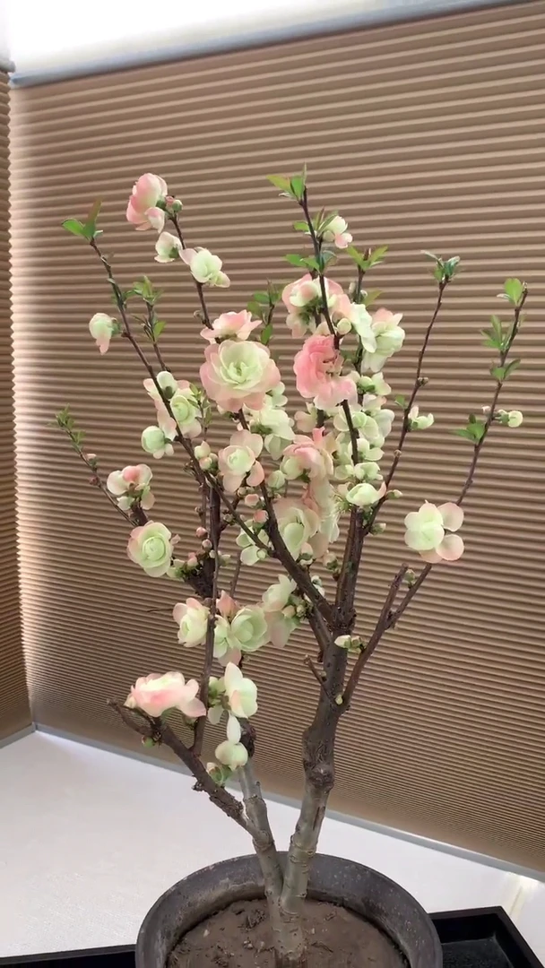 高杆小彩玉海棠花盆栽复色四季开花室内外庭院绿植盆景树苗