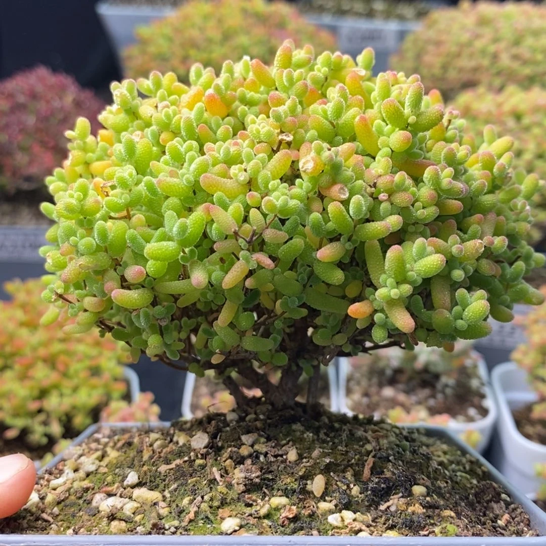 2312蜜橘糖球 。