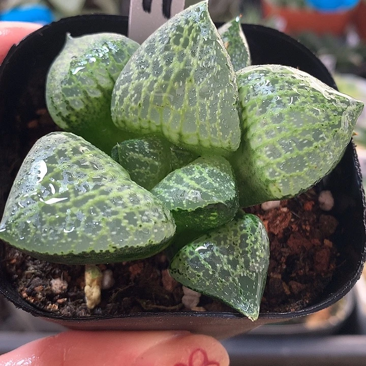 11号白鲸康平一物一拍