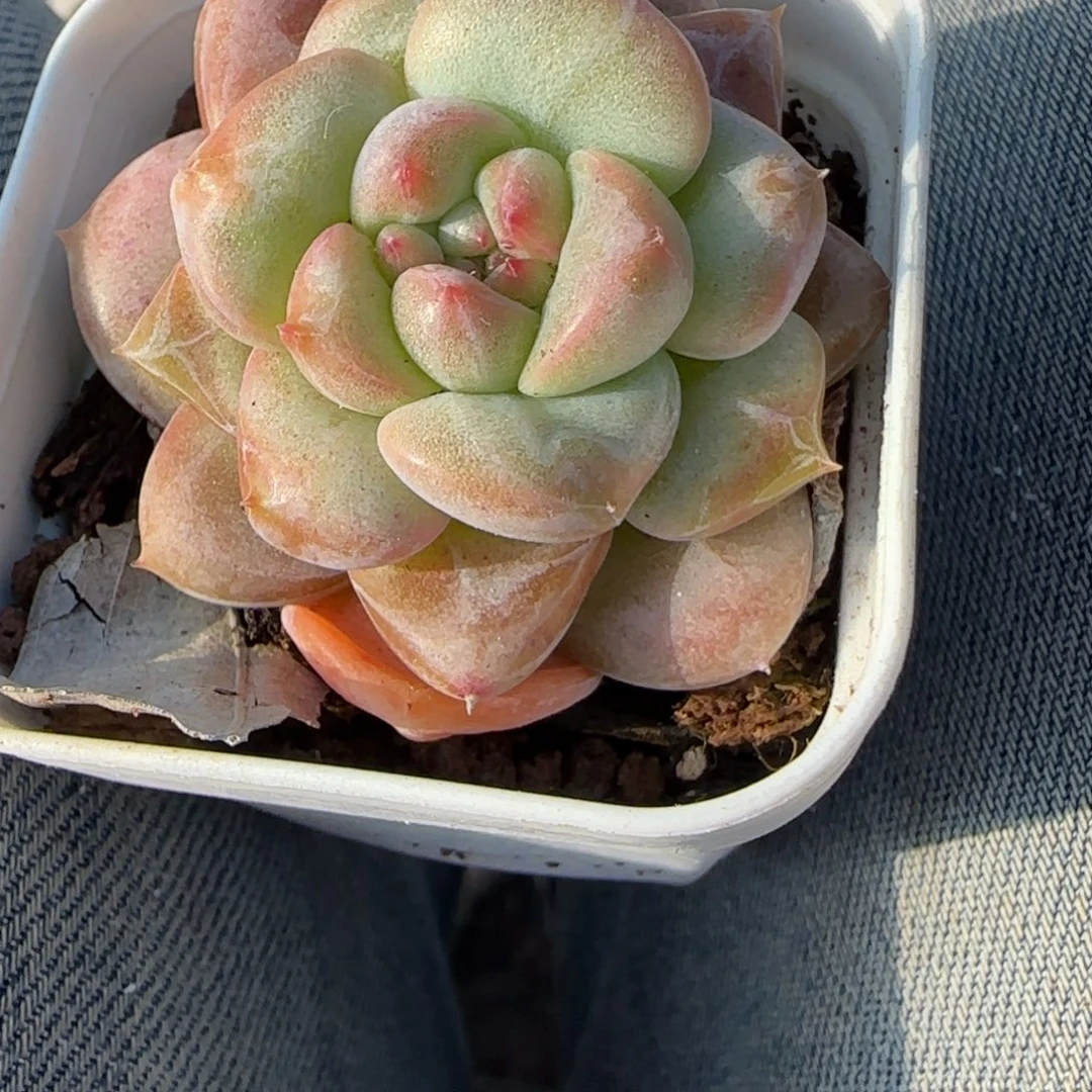 多肉小卡拉米糖心一物一拍