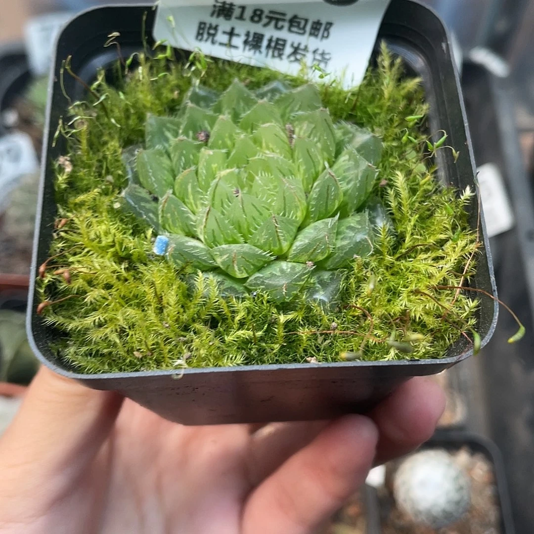 983蝉翼（满18元包邮）