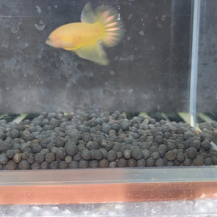 斗鱼泰国斗鱼299号